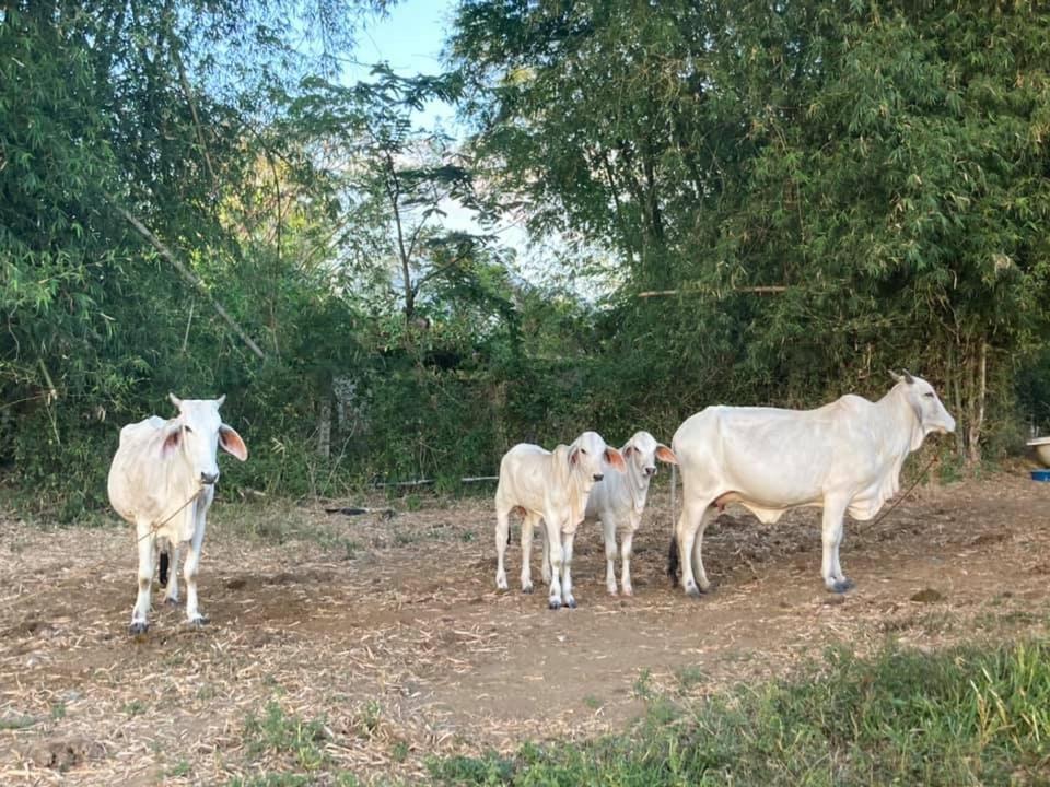Ataalaya Farmhouse Μπατάνγκας Εξωτερικό φωτογραφία